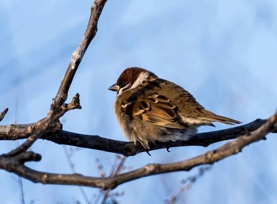 Vrabec polní (Passer montanus)