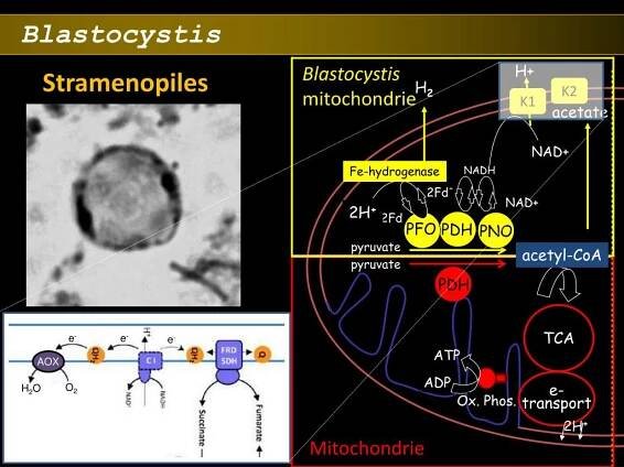 PPT - Energetický metabolismus PowerPoint Presentation, free download - ID:3352931