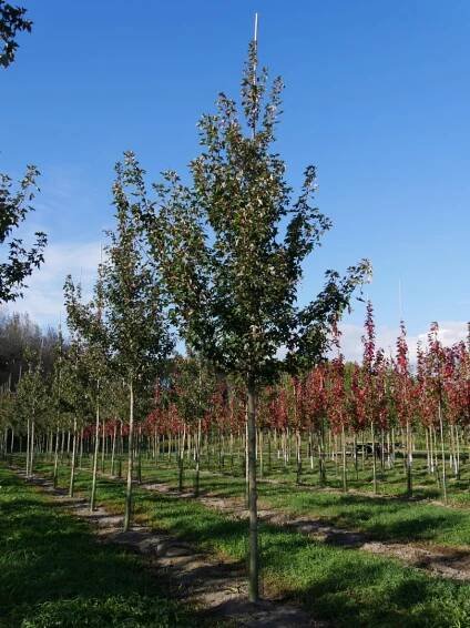 Acer rubrum REDPOINTE ('Frank Jr.') - Van den Berk školky