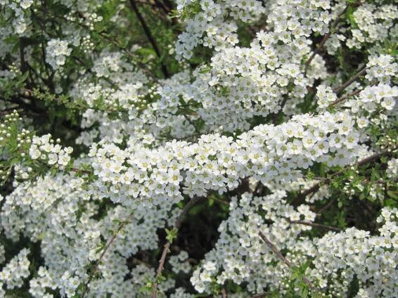 Jak dlouho kvete Grefsheim spirea?