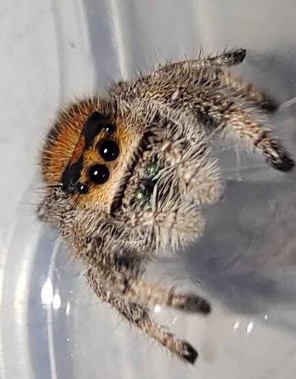 Phidippus Regius "Everglades" -SkakaVky.SK