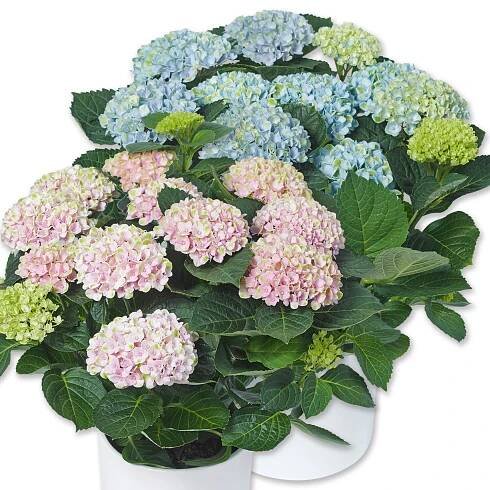 Piardino Hortenzie Magical Hydrangea macrophylla; velikost květináče: ⌀ 14 cm