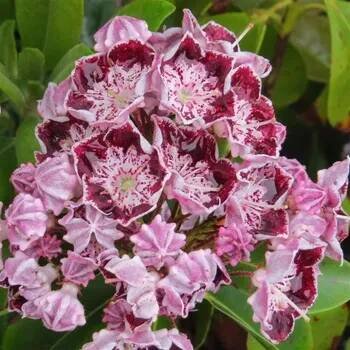 Kalmia latifolia Sterntaler 30/40 cm