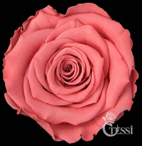 Products XL – Tessi Flowers Europe