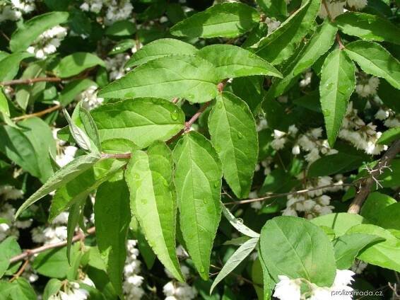 Trojpuk drsný - Deutzia scabra