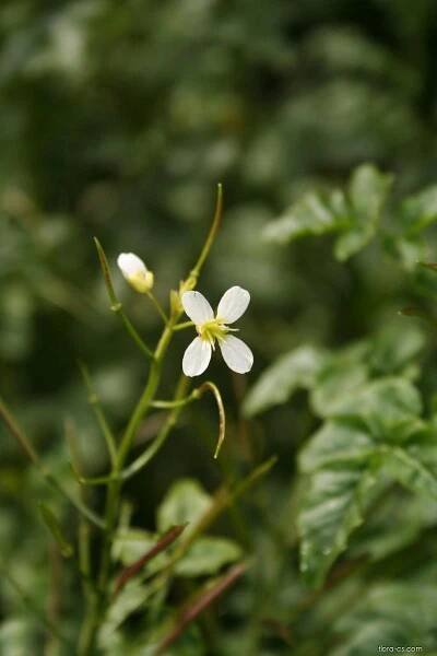 Řeřišnice hořká Opizova (Cardamine amara subsp opicii)