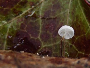 Špička břečťanová - Marasmius epiphylloides - Kudluv fotoatlas hub