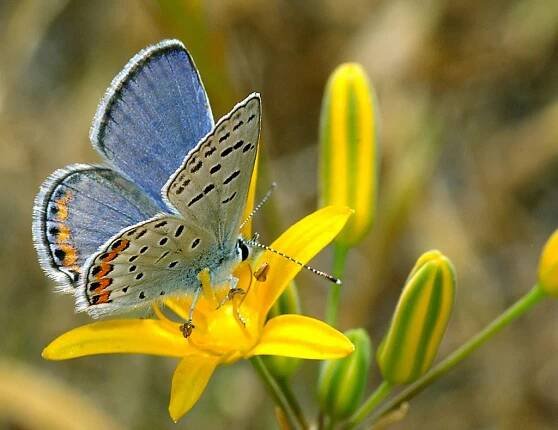Acmon Blue Butterfly