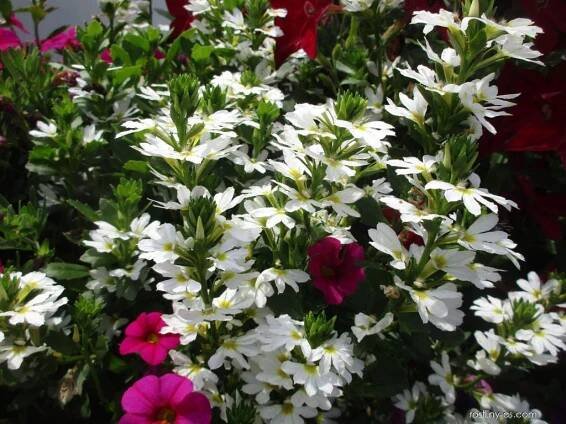 Vějířovka Surdiva White (Scaevola aemula)