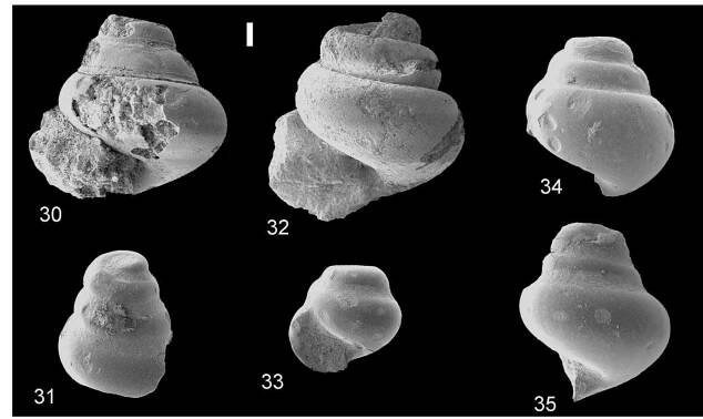 Figs 30-35. Limacina erasmiana Janssen, 2010. 30-34, RGM 570 800a-e, Tashkura UZ 404; 35, RGM 570 802,Tashkura UZ 405 (Eocene). Bar 100 um. 