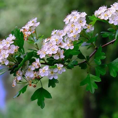 Hawthorn Hedging Plants (Crataegus Monogyna) | Hedges Direct