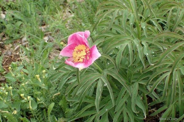 Pivoňka lékařská (Paeonia officinalis)
