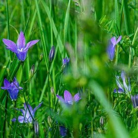 Modrá louka zvonečková – luční kvítí – směs – semena Planta Naturalis