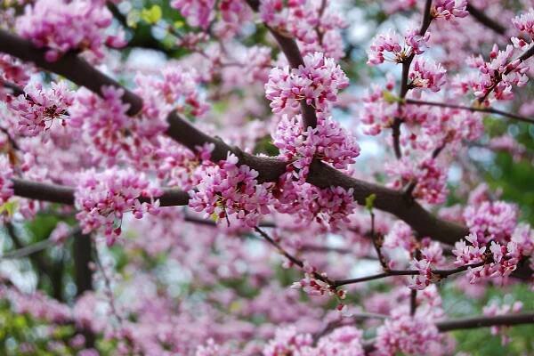 růžovité: Rosaceae – čeleď dvouděložných rostin z řádu růžokvětých