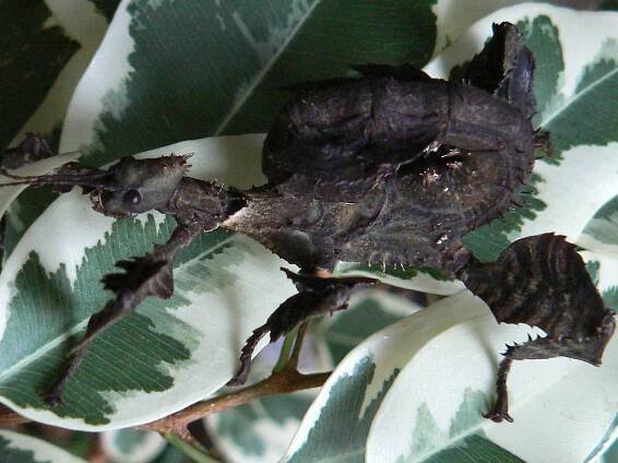 Extatosoma tiaratum tiaratum (PSG9)
