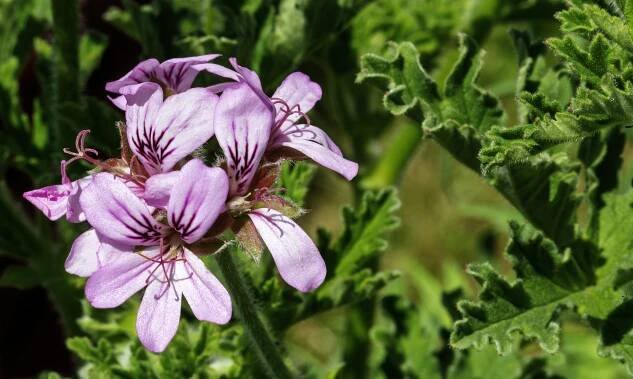 Pelargonium graveolens