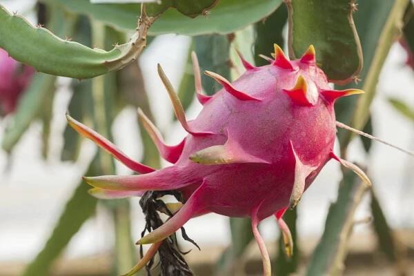 Pitahaya Information: Learn How To Grow Dragon Fruit