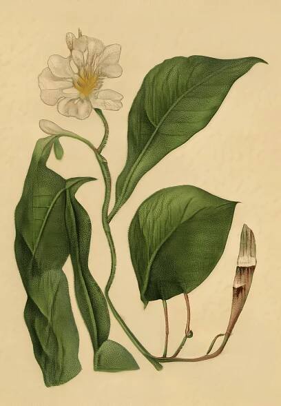 white flowering plant generated by machine learning