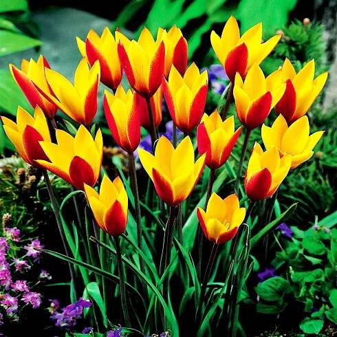 Tulipán Botanický Cynthia 5 ks Tulipány Cibulky Tulipánů Cibule