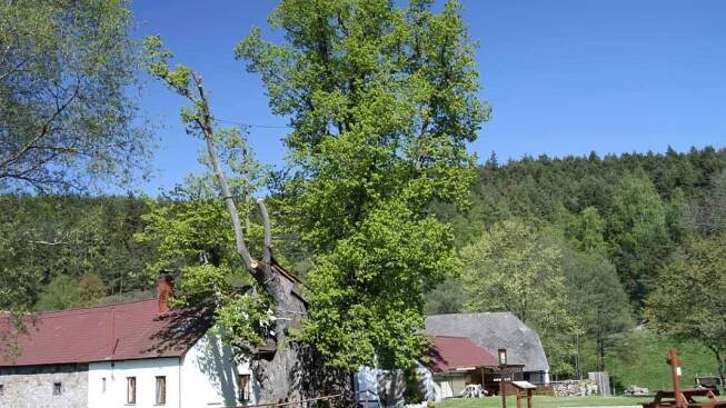 Sudslavice: Nejmohutnější lípa roste už šest set let u Volyňky