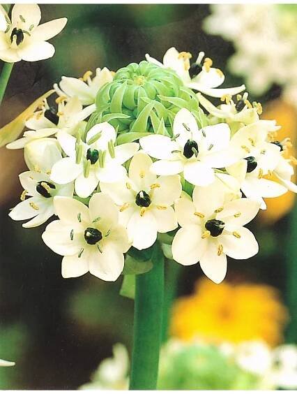 Ornithogalum saundersiae - snědek Saundersův - Lukon Glads s.r.o.