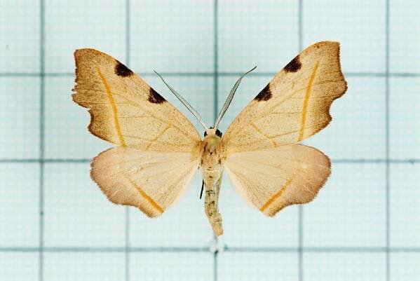 Hypochrosis rufescens