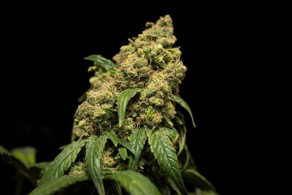 THC a demence – od stigmatu k reálnému řešení – Magazín Konopí