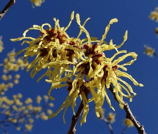 ‘Arnold Promise’ Witch-hazel - Arnold Arboretum