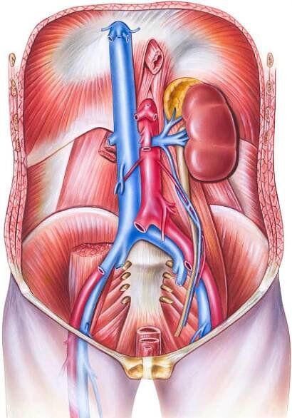 vaskulaturní anatomie lidského trupu - dolní dutá žíla stock ilustrace