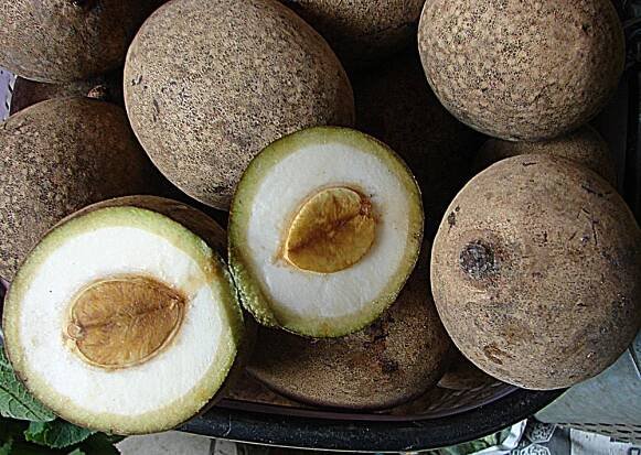 Mangifera pajang