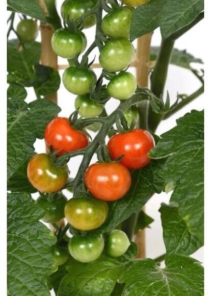 MONTANO Rajče jedlé keříčkové (Solanum lycopersicum) "Dalimil" 6-pack nakoupit u OBI