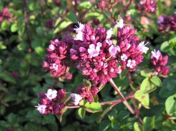 Origanum " Rosenkuppel " - oregáno, dobromysl Zahradnictví Krulichovi - zahradnictví, květinářství, trvalky, skalničky