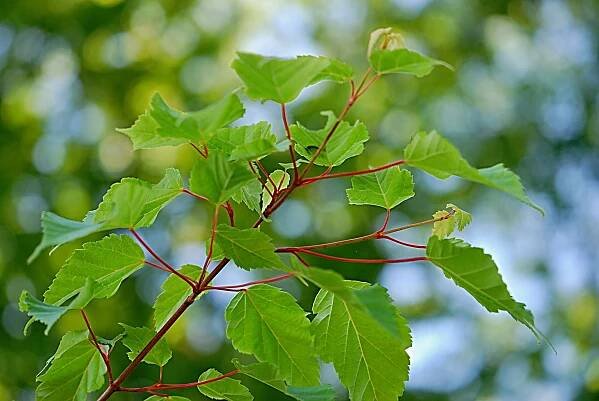 Atlas - fotogalerie: acer stachyophyllum; 1