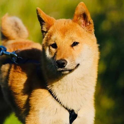 Šiba-Inu