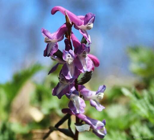 Dymnivka dutá (Corydalis cava)