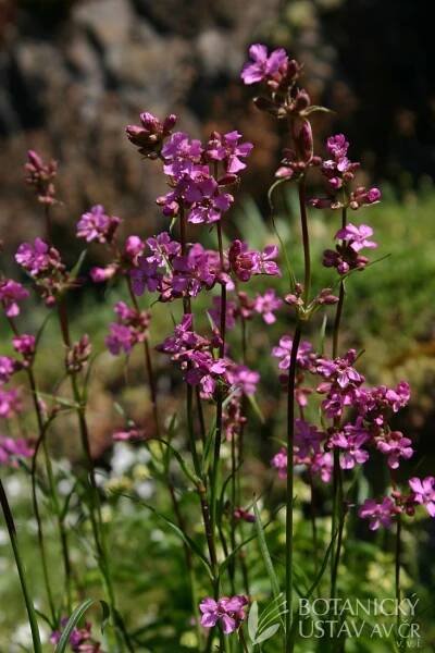 Lychnis viscaria - smolnička obecná | Lukáš Hrdinka | Autoři | iBotky.cz
