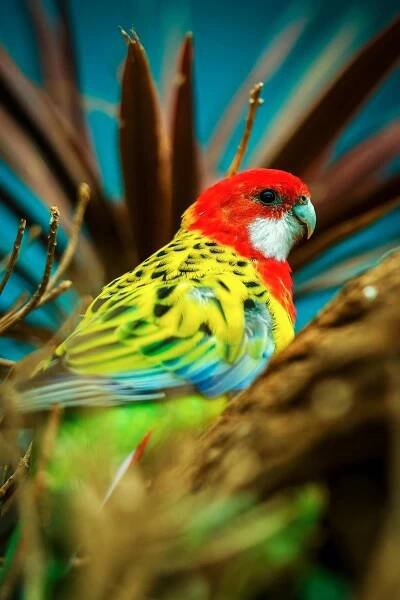 Rosela