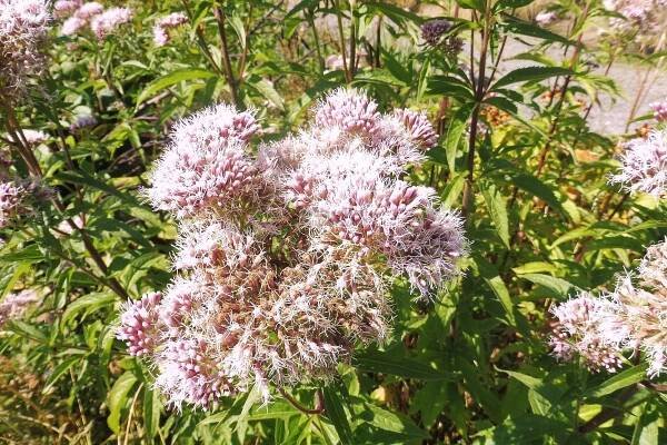 Eupatorium ( Eutrochium ) cannabinum - sadec konopáč Zahradnictví Krulichovi - zahradnictví, květinářství, trvalky, skalničky