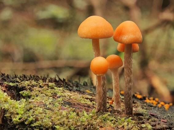 Třepenitka roztroušená - Hypholoma marginatum J. Schröt. | www.ohoubach.cz