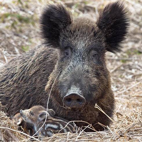 Oblíbené fotografie | Štěpán Mikulka | Wildlife fotograf