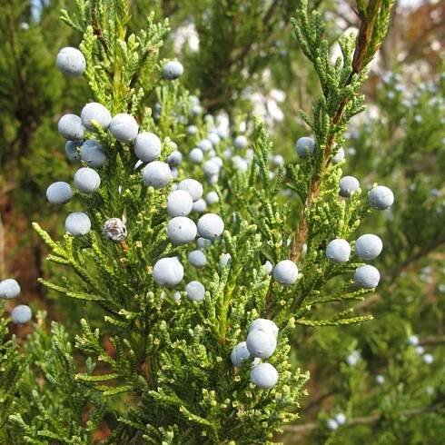 Better Alternative: Eastern Red Cedar