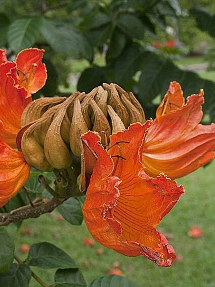African Tulip Tree (spathodea campanulata) - Image 5