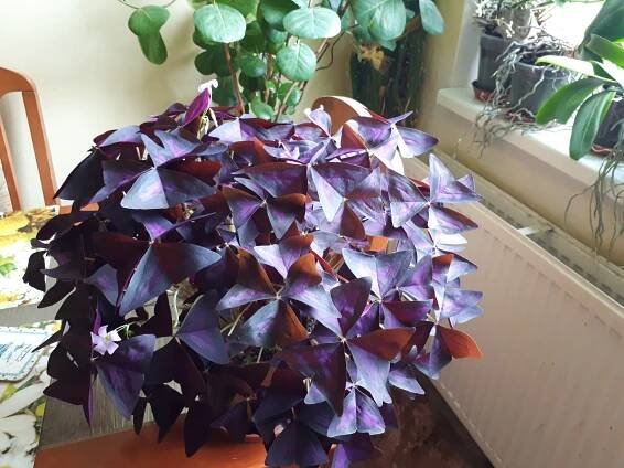 Pokojovky: Šťavel purpurový- Oxalis triangularis.
