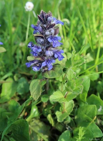 Zběhovec plazivý (Ajuga reptans)