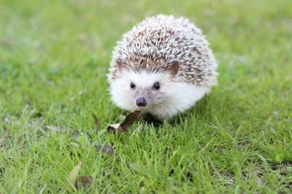 Africký Pygmy ježek aneb čarodějnice v přestrojení | RadaVeterináře.cz