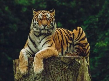 Tygři se učí řvát a umí napodobovat zvuky jiných zvířat. 10 zajímavých faktů o tygrech - NeposlušnéTlapky