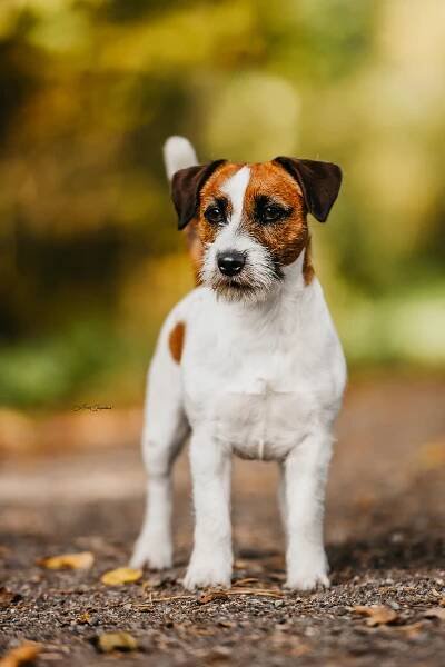 Des’ree od Hadího potoka – Jack Russell teriér od Hadího potoka