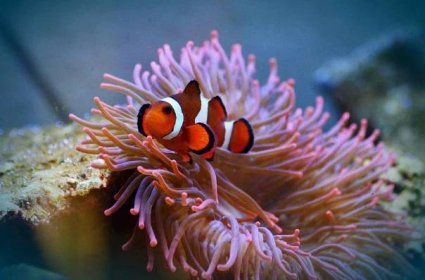 Rybka "klaun" zahradničí v porostech žahavých sasanek na dně korálových moří.