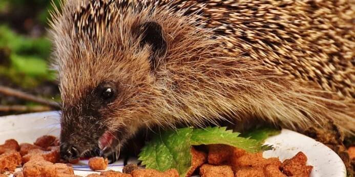 Ježci i ježčí mláďata se musí během podzimu dostatečně vykrmit, aby zvládli přežít zimu, musí mít  nejméně 600 g. Pokud máme ježka na zahradě, můžeme mu před zimou přilepšit jakýmkoliv krmivem pro kočky (granule, konzervy, kapsičky) nebo moučnými červy.