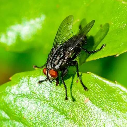 Sarkofága carnaria - velké šedé maso moucha na zeleném listu — Stock obrázek